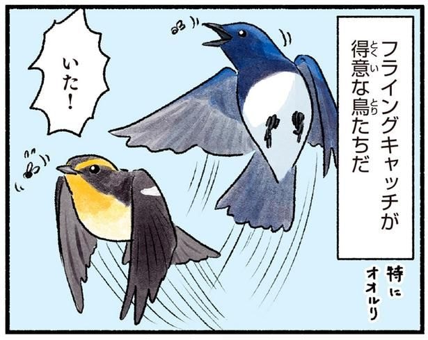 フライングキャッチが得意な鳥たちだ