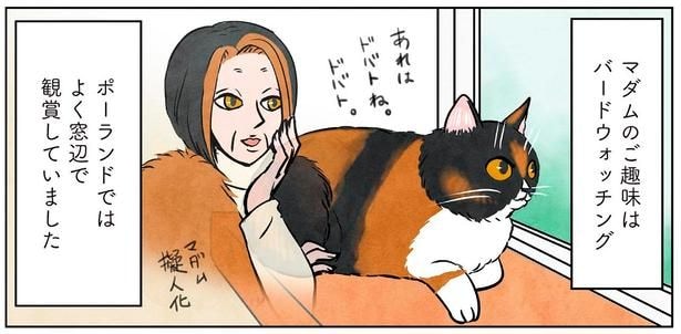 バードウォッチングが趣味のマダム猫。日本での新スタイル！？