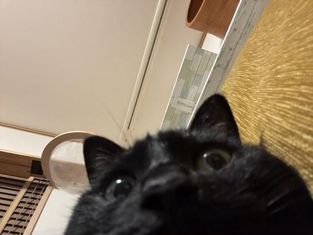 スマホの上に乗って寝ていたたまりちゃんでした▶飼い主のほたりんさんが座っていた場所が分かる写真（⇒次へ）