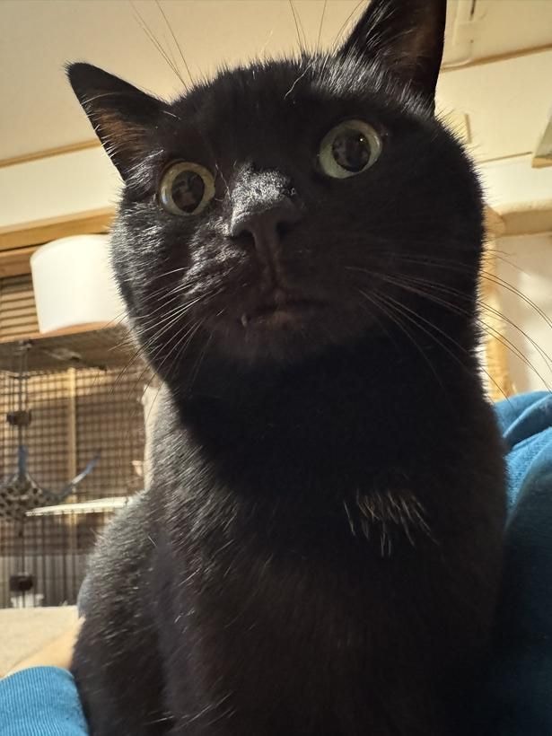 ぱっちりとした瞳が印象的な黒猫