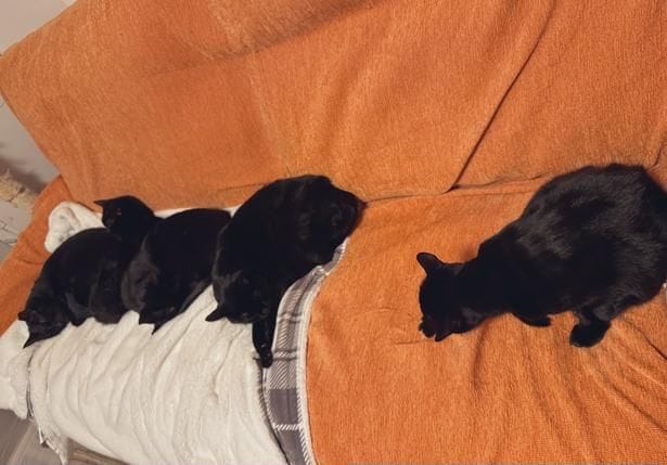 一列に並ぶ猫ちゃんたち▶ちょうど一人分あいています（⇒次へ）