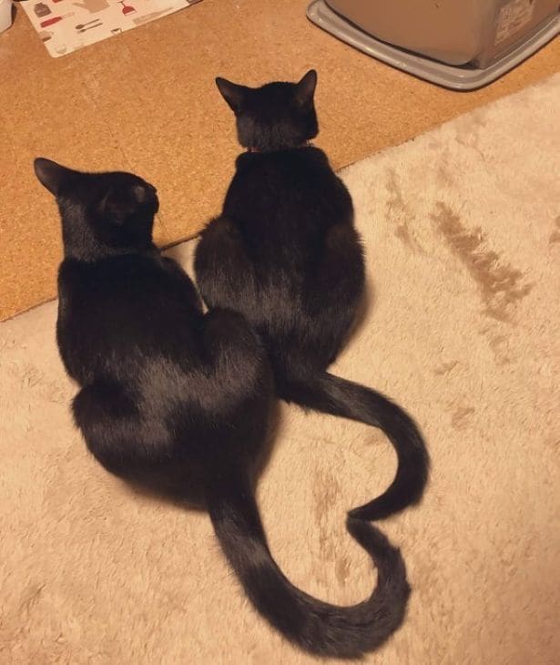 仲良しな2匹です♡▶猫ちゃんの自撮り（たまりちゃんバージョン）（⇒次へ）