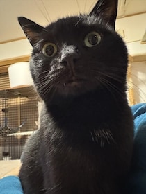 スマホを放置した結果…撮った覚えのない黒猫の写真に「画角最高！」「鼻の穴！」