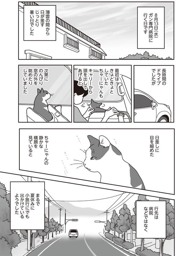  ちゃーにゃんの静かな横顔を見ていると