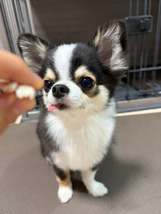 やっぱり舌が出ちゃう♡▶（次画像からはSNSで大バズりの柴犬ぽんちゃんイラスト日記『柴犬ぽんちゃん、今日もわが道を行く2』が読めます）
