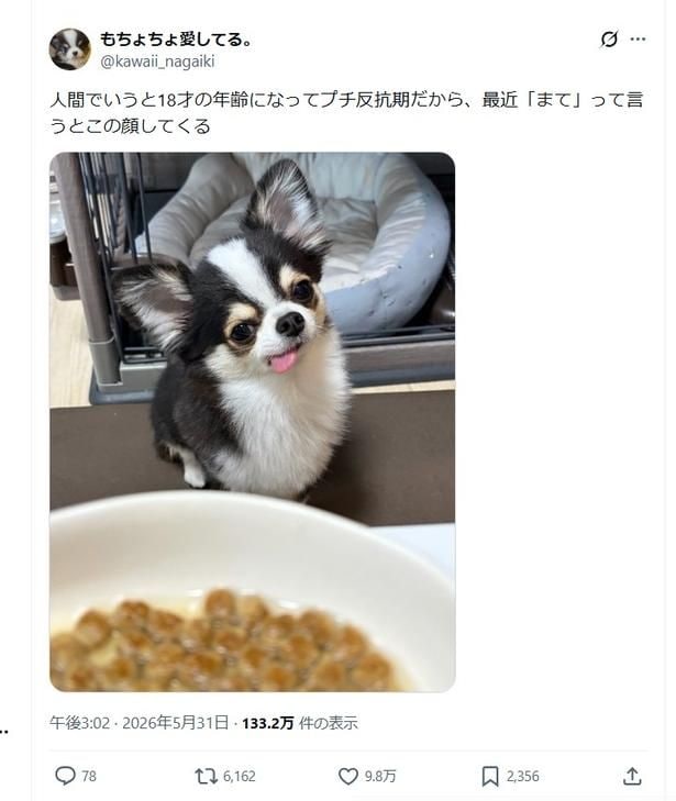 プチ反抗期のチワワ▶人間でいうと、18歳！？のもちょちょくん（⇒次へ）