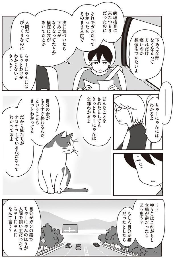 ちゃーにゃんにはわかるよ