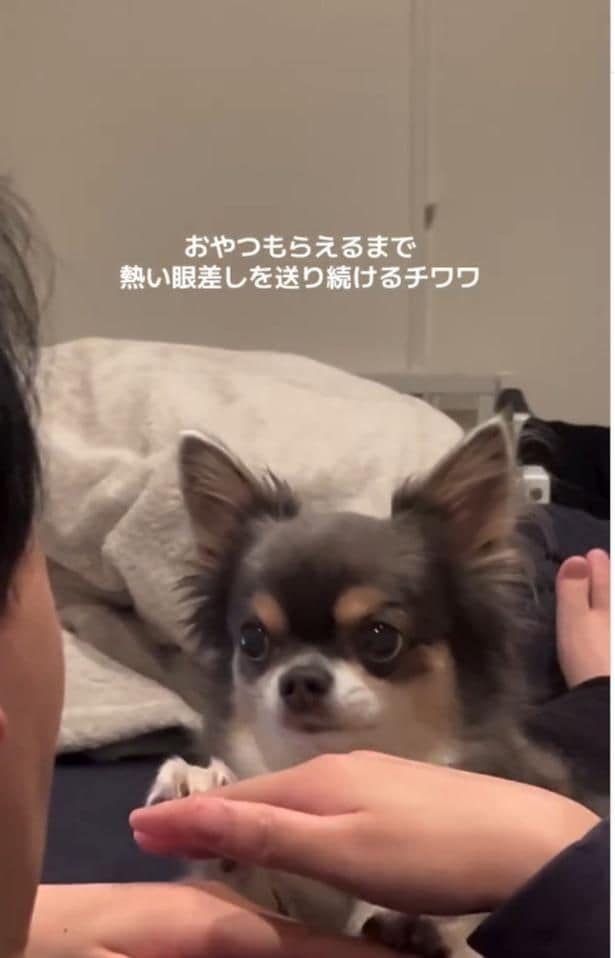 上目遣いのまま、前足をぴょこり▶右足に続いて…(⇒次へ)