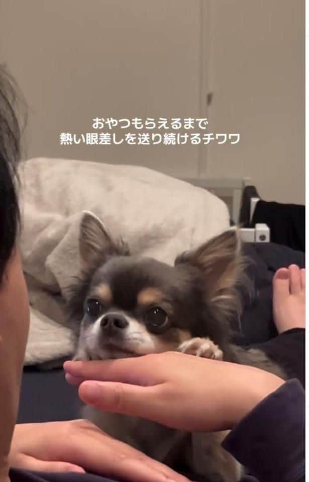 熱い視線を送り続ける▶小悪魔チワワの日常(⇒次へ)