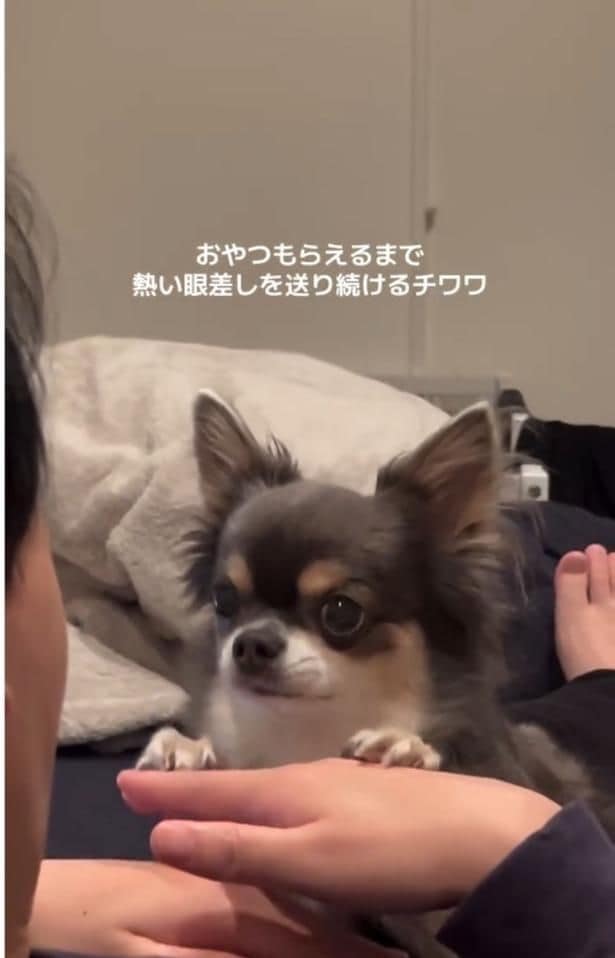 左足もぴょんと乗せる▶おやつをもらえるまで…(⇒次へ)
