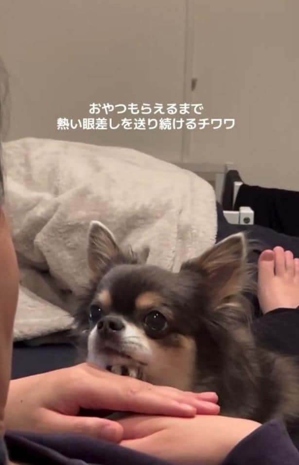 飼い主さんをまっすぐ見つめるチワワ(⇒次へ)