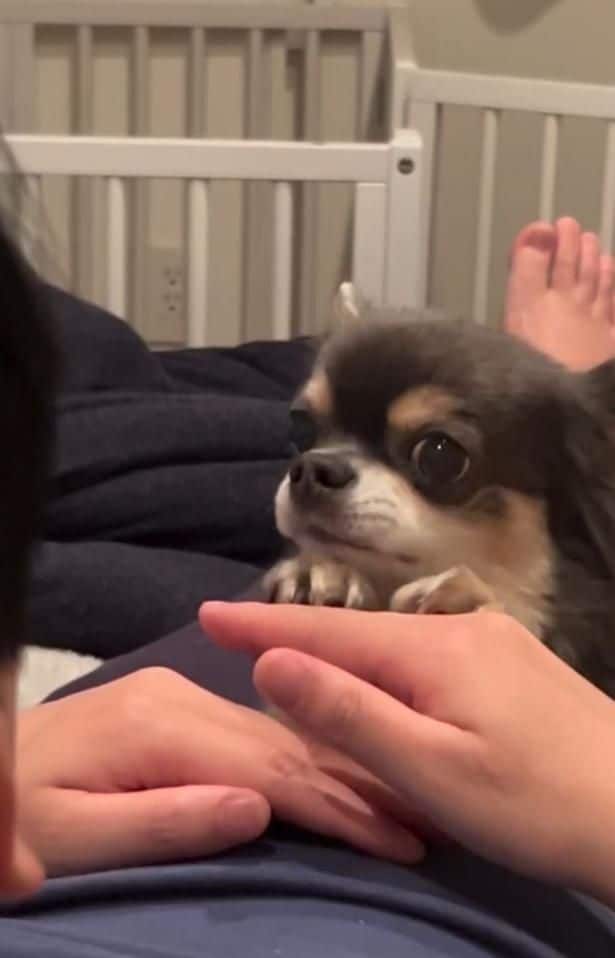 飼い主さんの手にあご乗せ▶静かに圧をかける…(⇒次へ)