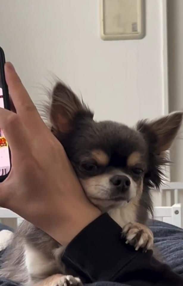 腕に顔をくっつけ、おやつが足りないアピール▶スマホに釘付けの飼い主さんを…(⇒次へ)