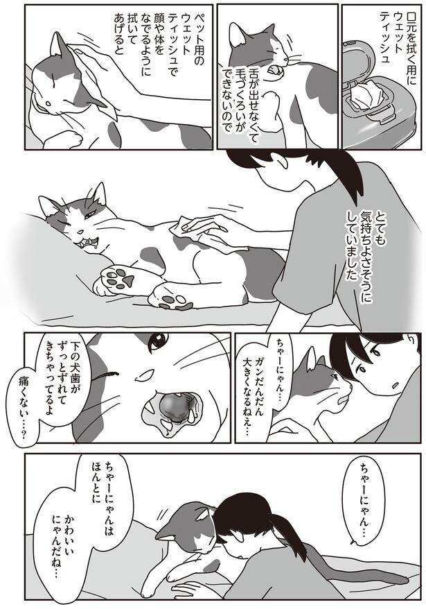 ちゃーにゃんはほんとに かわいいにゃんだね…