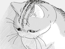 悲しげな顔してる!! さっきまで全然使ってなかったダンボールの上で表情豊かなネコ