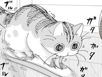 ひじかけに乗り、ブルブルガタガタするネコ。困っているようには見えないけれど