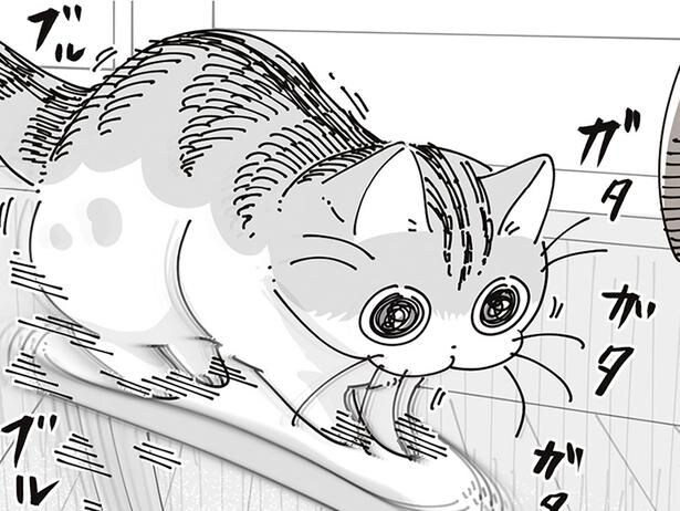 ひじかけに乗り、ブルブルガタガタするネコ。困っているようには見えないけれど