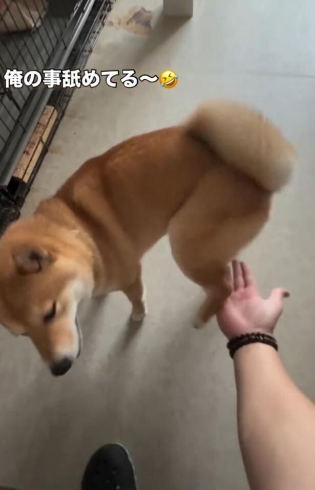ぴょんぴょんと跳ねている▶飼い主さんの反応は…（⇒次へ）