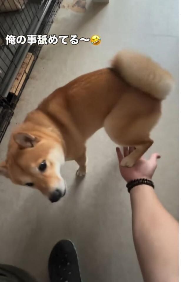 後ろ足を差し出すワンちゃん▶足を乗せただけでなく…（⇒次へ）