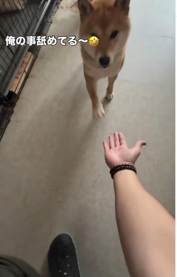 「お手」と声をかけ、手を差し出す飼い主さん（⇒次へ）