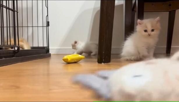 ガサガサ鳴るおもちゃの登場▶子猫たちの反応は…？（⇒次へ）