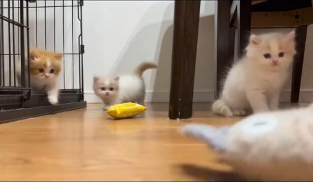 3匹の子猫▶なにか近づいてきたぞ…（⇒次へ）