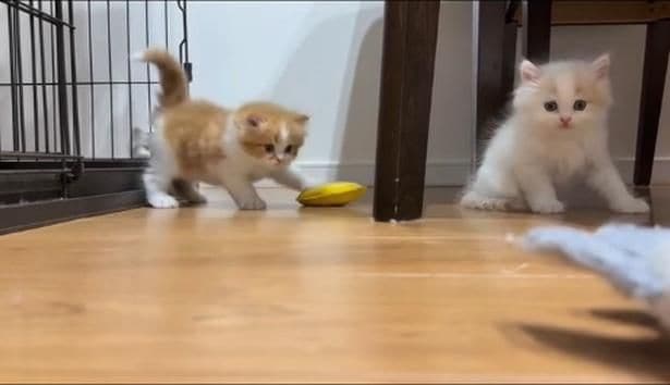 おもちゃを探す▶見つけて…（⇒次へ）