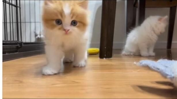 カメラに一直線▶癒し度120%（⇒次へ）
