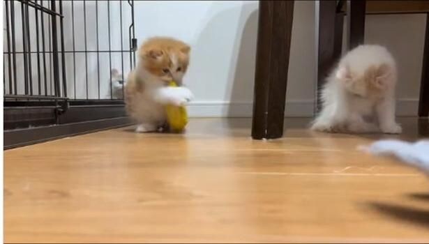 触って確認▶勢いあまって…（⇒次へ）