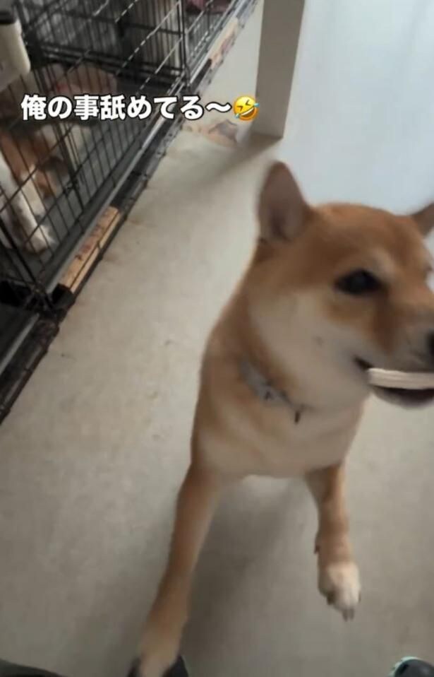 「えっ、そっち！？」 柴犬が見せたまさかのお手に26万人が爆笑