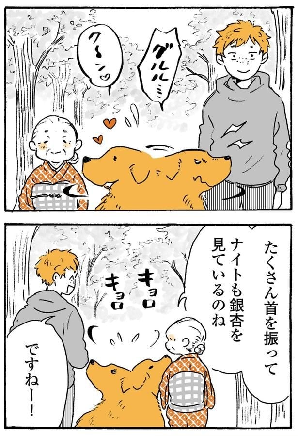 ナイトも銀杏を見ているのね