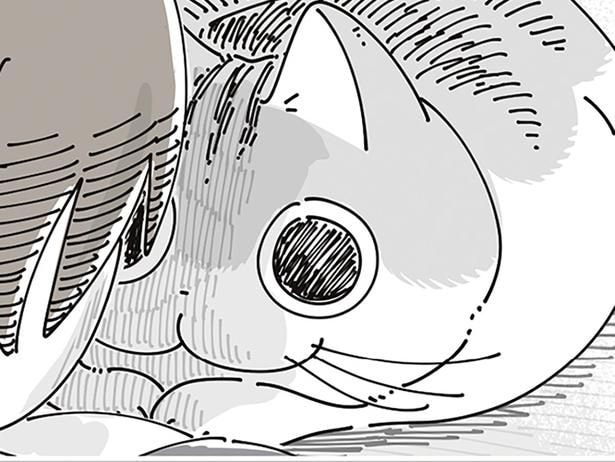 ち、近い! とんでもなく激近なのに表情ひとつ変えないネコ、自分で近いとは思わないのかな
