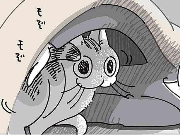 「入るのか?」飼い主が眠る布団をチェック。下見がとにかく長いネコ
