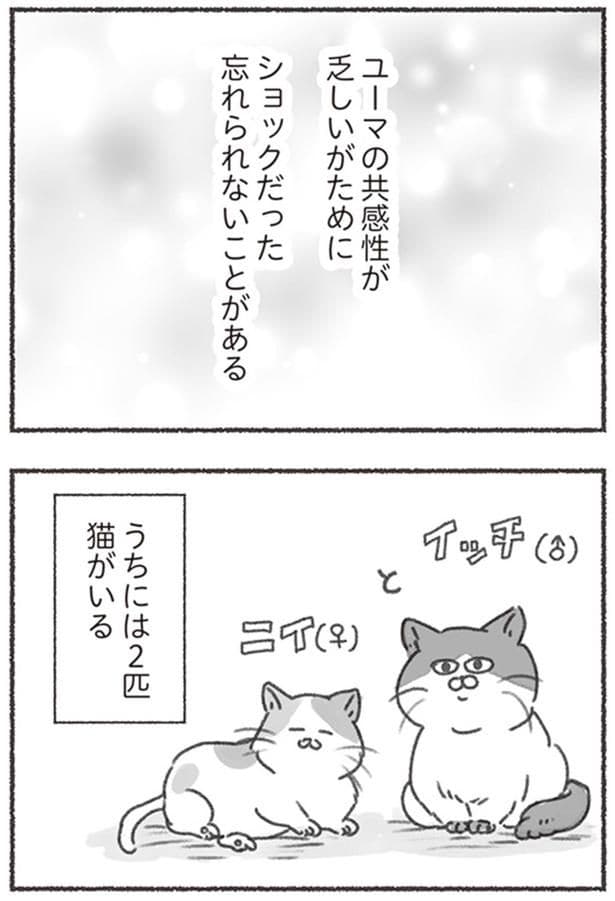 うちには2匹猫がいる