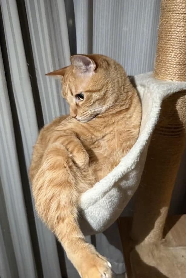 ハンモックが下に傾いてしまった！▶当のそらくんは…（⇒次へ）