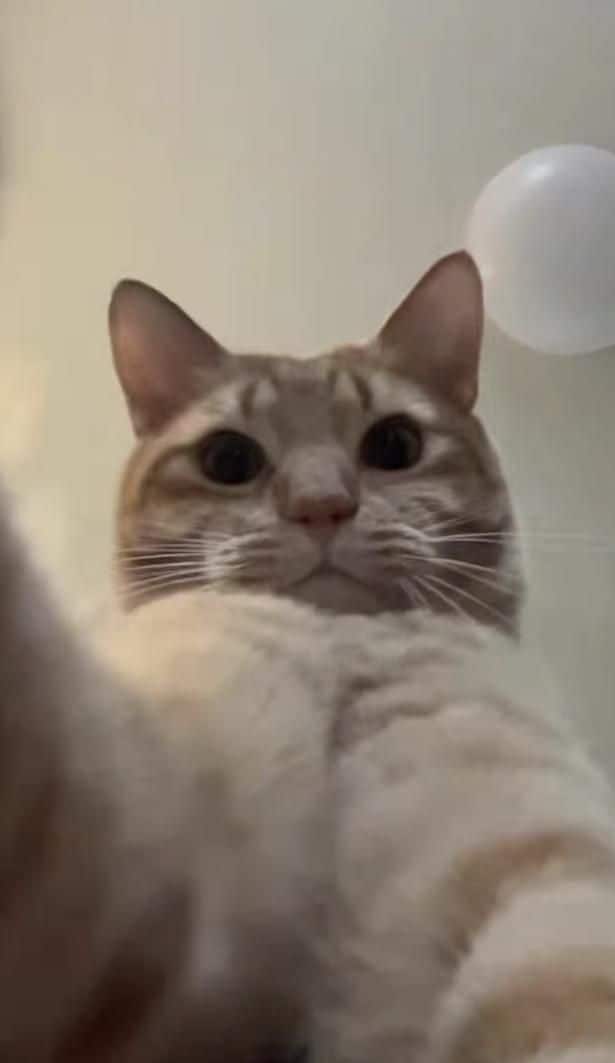 イライラしたような表情▶（次画像から元保護猫の黒猫・ろんと暮らす毎日を描いた『黒猫ろんと暮らしたら6』が読めます）