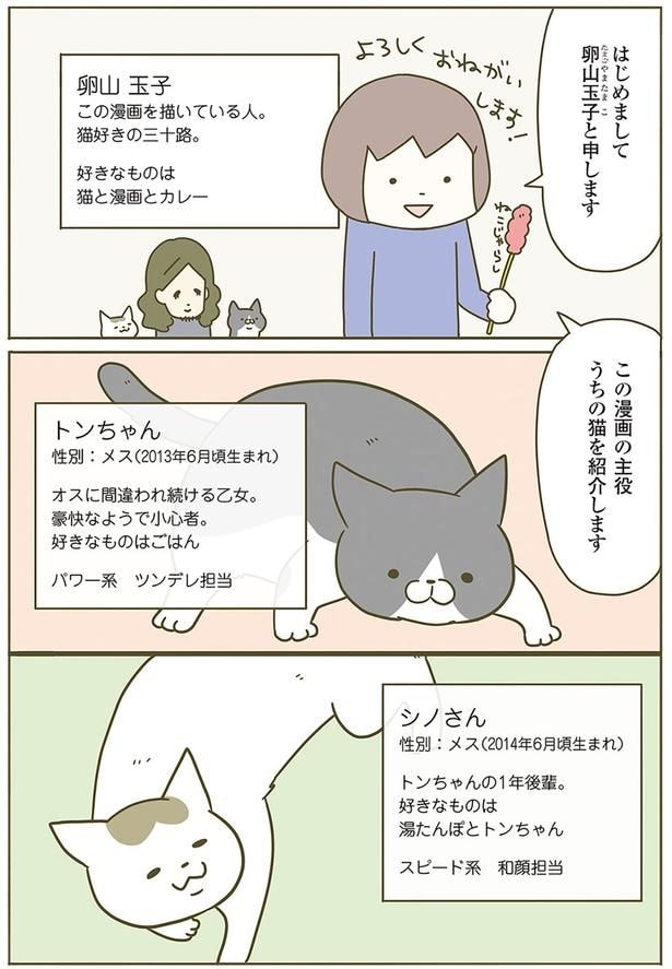 うちの猫