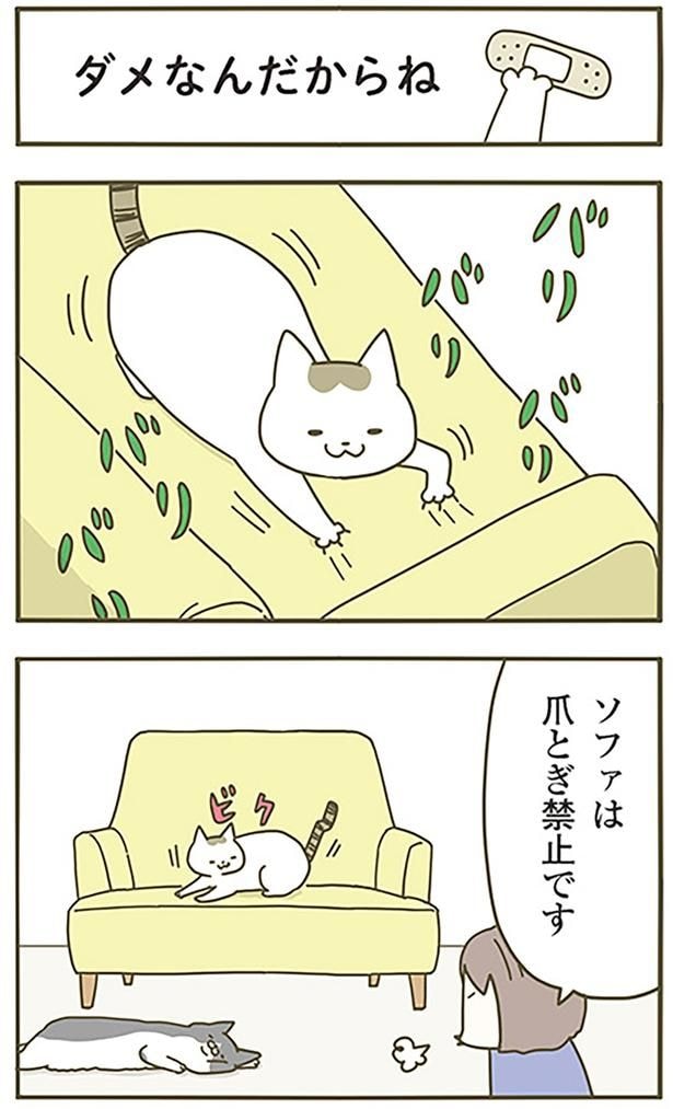 ダメなんだからね
