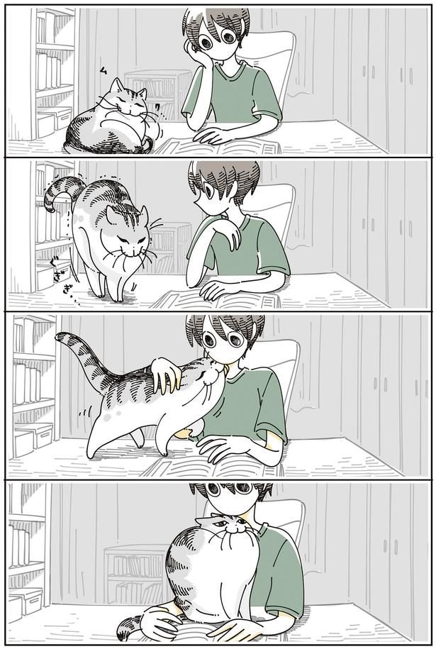 入り込んでくる猫