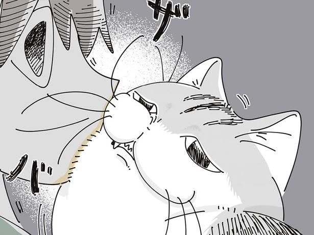 毛が邪魔ー！ 飼い主とネコの仲良しスキンシップ、互いの不満は一致していて