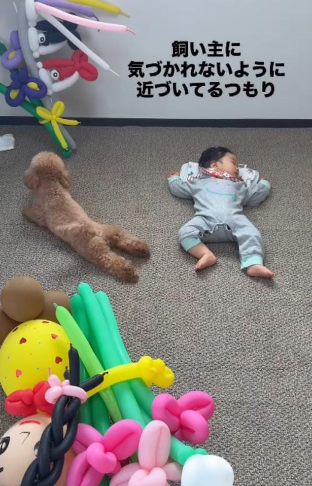 腹ばいになりながら前進する▶赤ちゃんが気になり…（⇒次へ）