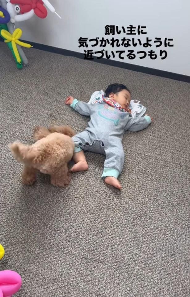 赤ちゃんの足にぶつかってしまった▶尻尾が赤ちゃんの頭にあたると…（⇒次へ）