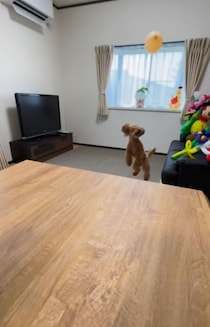 「バレないように…」ほふく前進するトイプードルに「犬ってこんな動きするの？」