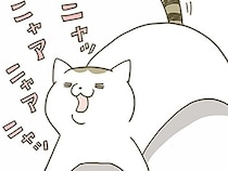 ごはんが欲しい、遊びたい。よく鳴くうちの猫、今はどんな理由で鳴いてるの？