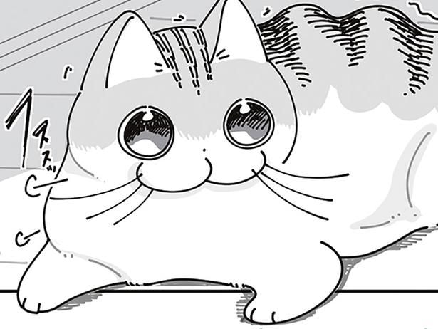 テンションMAXで遊んだあとも目が爛々。しかし再びの猫じゃらしがお気に召さない?
