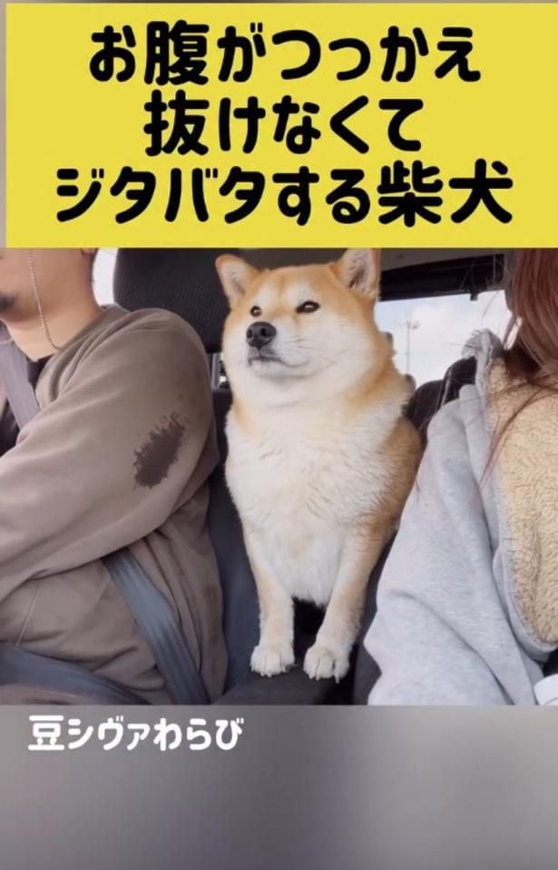 飼い主さんとドライブ（⇒次へ）