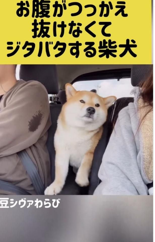 お腹が邪魔して抜けない！▶カメラを発見すると…（⇒次へ）
