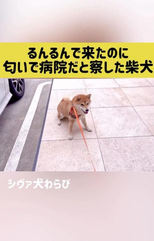 駐車場まで行ってしまった▶おねだりしてるのに…（⇒次へ）
