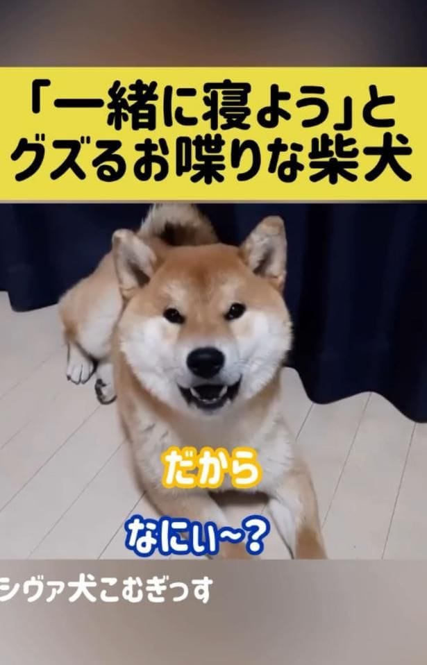 「一緒に寝ようよ〜」とおねだりしてるかのよう▶しびれを切らし…（⇒次へ）