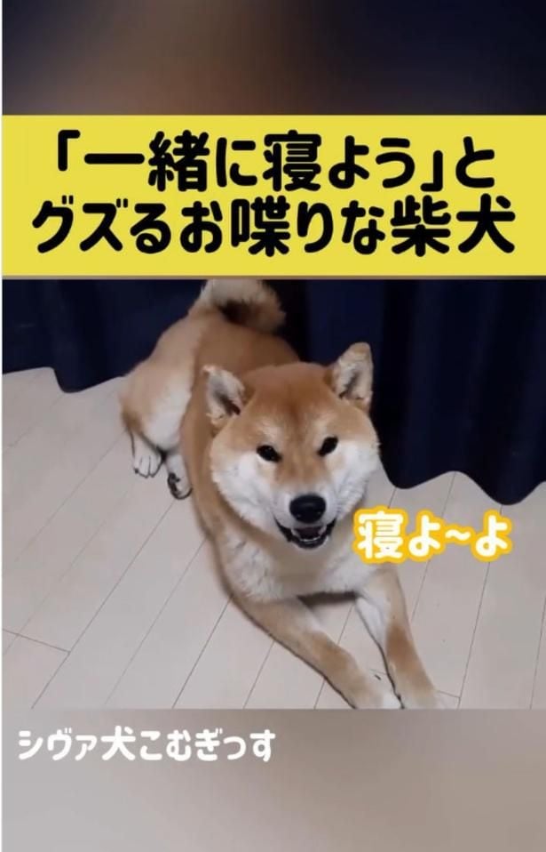 飼い主さんになにかを話しかけている▶「なに？」と声をかけると…（⇒次へ）